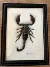 Scorpion set frame for sale  LEICESTER
