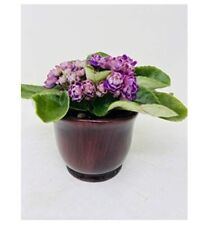 Novelty african violet for sale  Menifee
