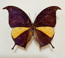 Nymphalidae CONSUL PANARISTE PANARISTE****male Nr. 2 a 8,8 cm! ****Venezuela, usado comprar usado  Enviando para Brazil