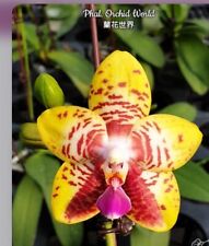 Phalaenopsis orchid rare for sale  SHREWSBURY