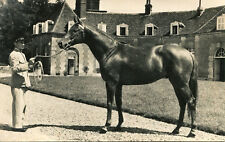Haras pin cheval d'occasion  Genillé