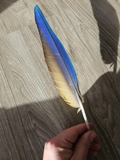 Blaue papageienfeder vogelfede gebraucht kaufen Blaue papageienfeder vogelfede gebraucht kaufen  Haarbach