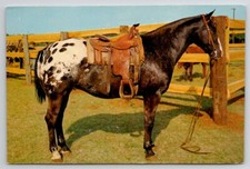Horse grand champion for sale  Scotland