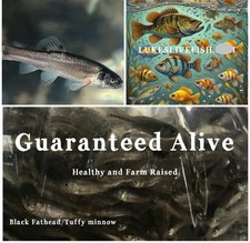 Live feeder fish for sale  Lonoke