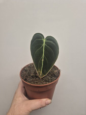 Philodendron melanochrysum hou for sale  LONDON