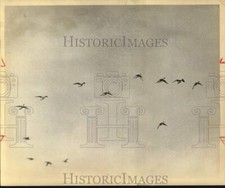 1966 press photo for sale  Memphis