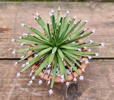 Large agave albopilosa for sale  Saint Louis