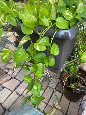 Cuttings pothos pearls for sale  West Palm Beach