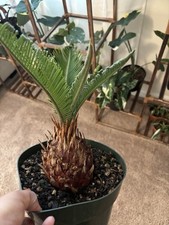Sago palm live for sale  Marysville