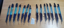 14. lilac breasted for sale  Corinna