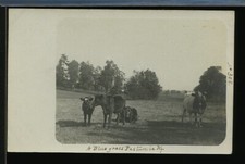 Rppc cows cattle for sale  Onalaska