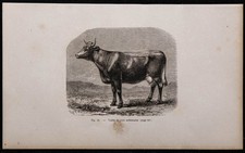 1860 vache race d'occasion 1860 vache race d'occasion  France