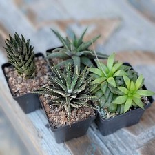Haworthia bundle 4 for sale  Valley Village
