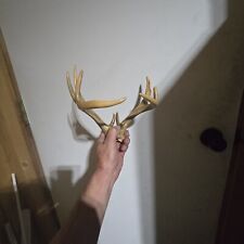Antlers for sale  Sidney
