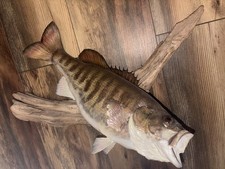 Small mouth bass for sale  Georgetown