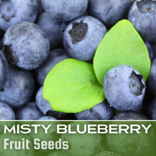 Blueberry seeds 200 for sale  Meridian