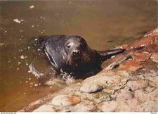 Używany, Animaux - Miejski Ogrod Zoologiczny Wybrzeza - w Gdansku - Oliwie - Otarie - Lio na sprzedaż  Wysyłka do Poland