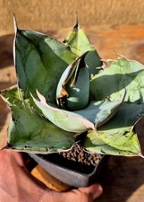 Agave titanota white usato Agave titanota white usato  Massafra