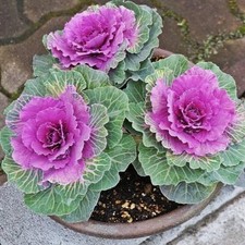 Red ornamental cabbage for sale  GLASGOW