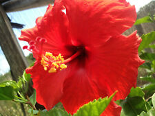 Hawaiian red hibiscus for sale  Pahoa