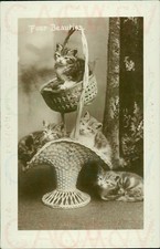 Four beauties kittens for sale  MANCHESTER