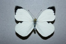 Pieris brassicae male usato  Catania