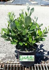 Feijoa sellowiana acca usato  Monsampolo del Tronto