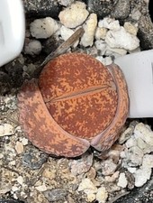 Lithops lesliei var. for sale  BRIDGWATER