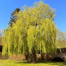 Salix chrysocoma golden for sale  SOUTHAMPTON