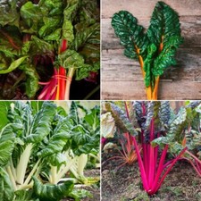 Swiss chard seeds for sale  SALISBURY