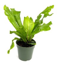 Bird nest fern for sale  Castaic