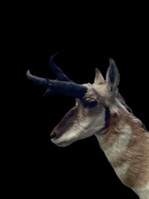 Taxidermy nice huge for sale  Signal Mountain