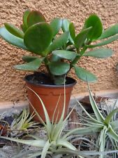 10x9cm pot joli d'occasion  Saint-Cyprien