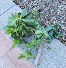 Large cutting jade for sale  Lake Forest