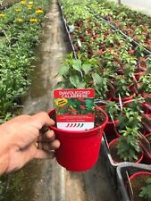 Non disponibile peperoncino usato  Piombino