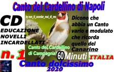 Canto del cardellino usato  Mola di Bari