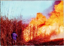 Cartão postal disparo de bengala antes da colheita de Queensland comprar usado Cartão postal disparo de bengala antes da colheita de Queensland comprar usado  Enviando para Brazil