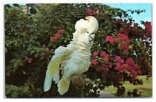 Snowball salmon crested for sale  Washington