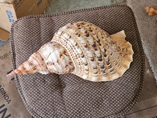 Large assortment sea for sale  Milton