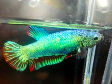 Live betta fish for sale  Shipping to Ireland