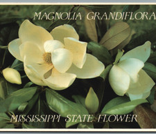 Magnolia grandiflora mississip for sale  Fort Collins