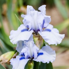 Easy grow bearded for sale  USA