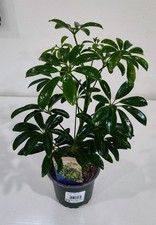 Umbrella tree schefflera for sale  Seattle