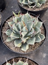 agave potatorum for sale  San Diego
