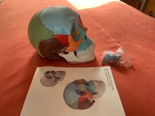 schadel modell gebraucht kaufen  Dresden