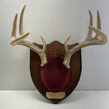 Vintage uniformed deer for sale  Newton