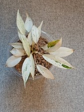 Philodendron emerald ice for sale  KEIGHLEY