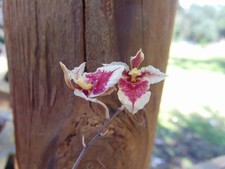 Oncidium tolumnia triquetra for sale  Arcadia