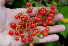 Solanum pimpinellifolium mora usato  Italia