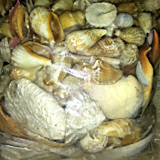 Sea shells mixed for sale  Chicago